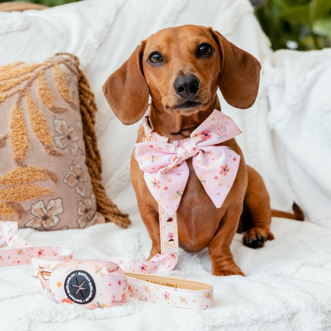 AmbassaDOG Sadie in the BeautiFALL - Dragonflies sailor bow tie.