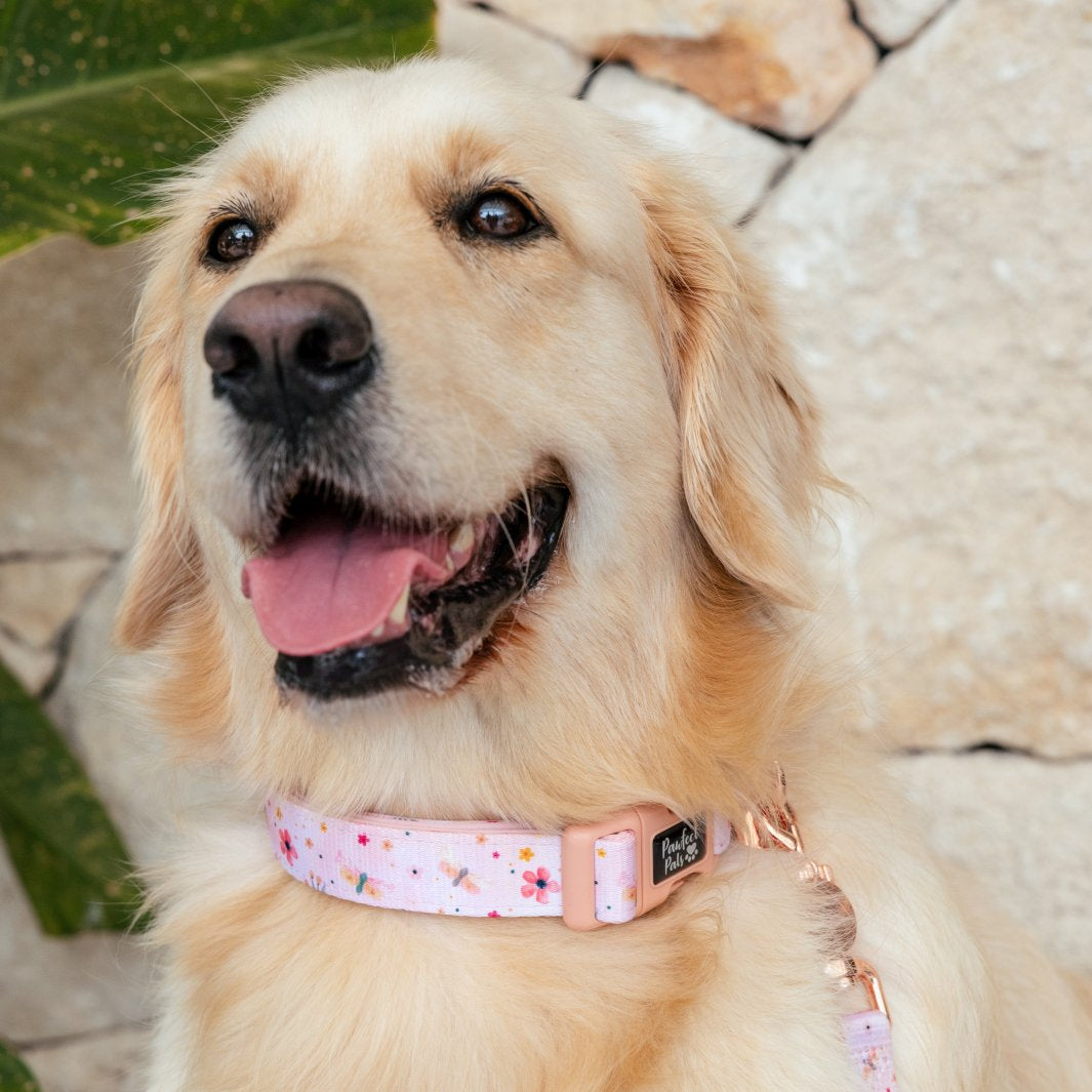 AmbassaDOG Molly in the BeautiFALL - Dragonflies soft collar.