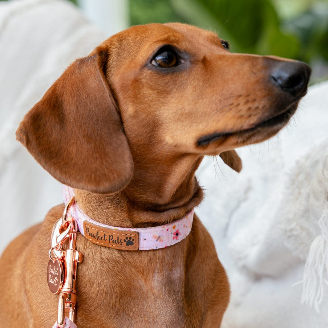 AmbassaDOG Sadie in the BeautiFALL - Dragonflies soft collar.