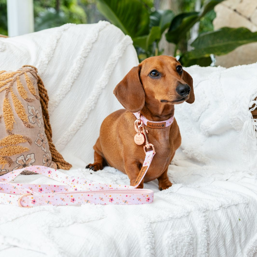 AmbassaDOG Sadie in the BeautiFALL - Dragonflies soft lead and collar.