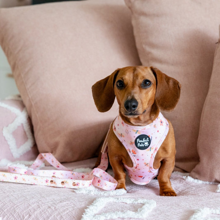 AmbassaDOG Sadie in the BeautiFALL - Dragonflies vegan leather dog lead and reversible harness.