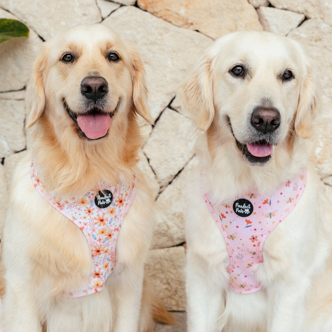 AmbassaDOGs Molly and Eden in the BeautiFALL reversible dog harness.