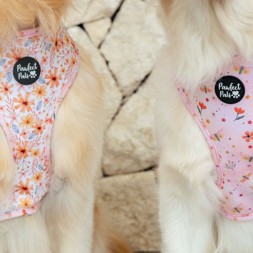 Close up of AmbassaDOGs Molly and Eden in the BeautiFALL reversible dog harness.