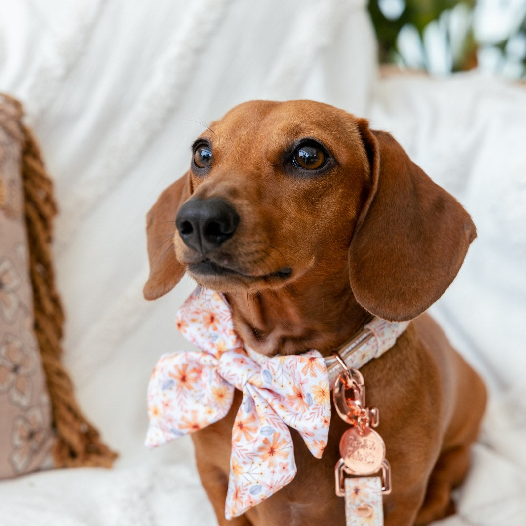 AmbassaDOG Sadie in the BeautiFALL sailor bow tie and vegan leather collar.