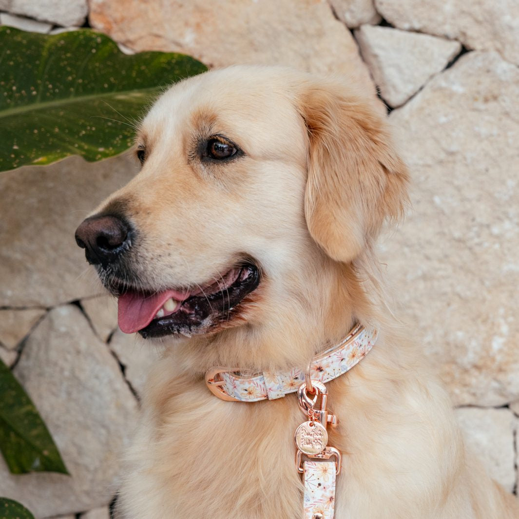 AmbassaDOG Molly in the BeautiFALL vegan leather dog collar.