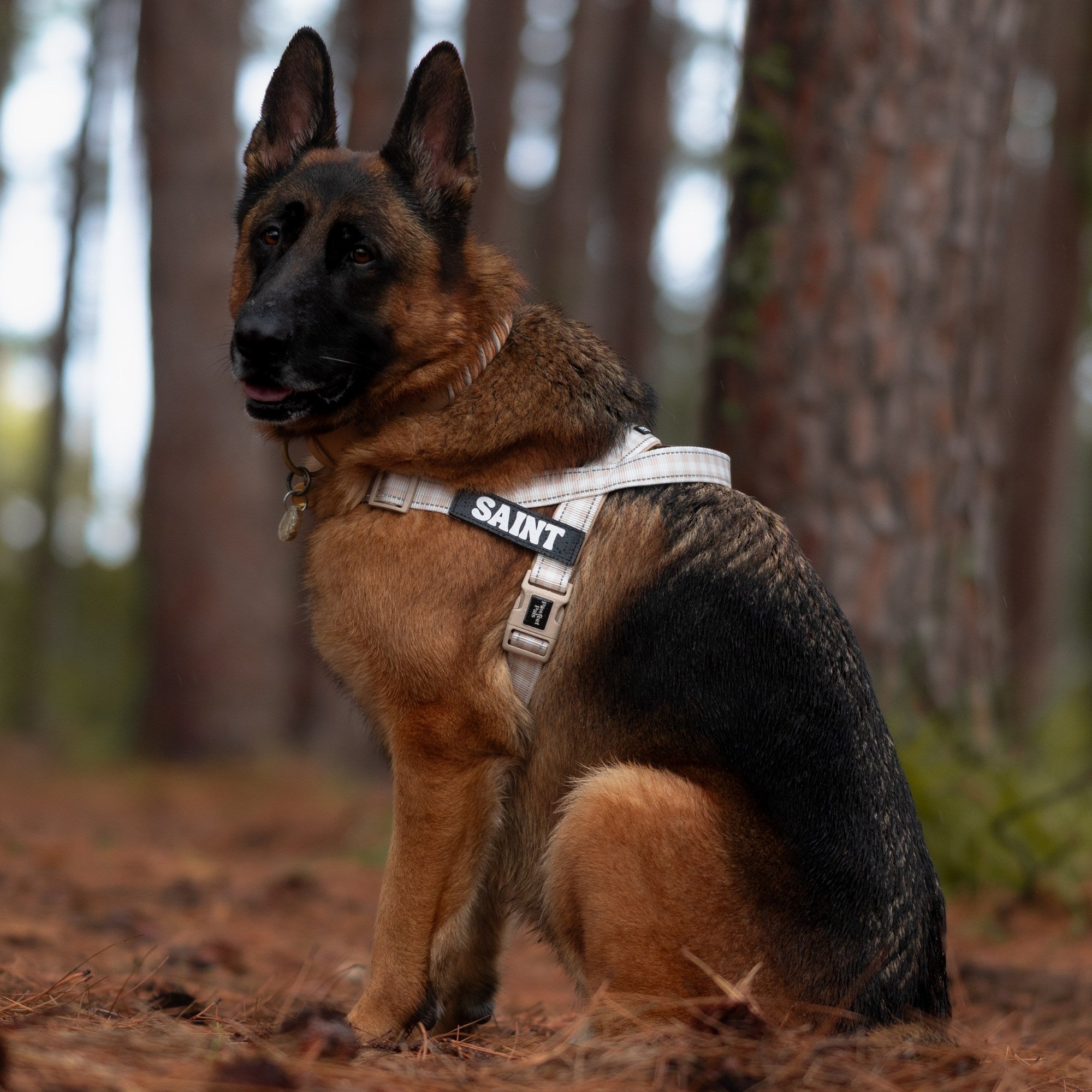 German Shepherd wearing a harness with 'SAINT' branding in a forest setting