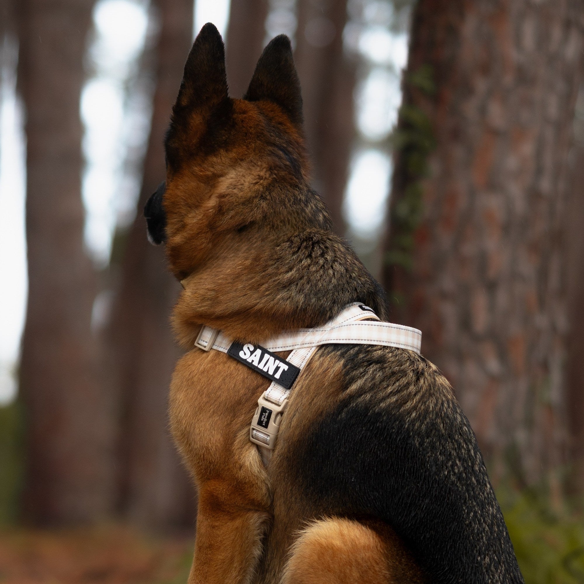 German Shepherd wearing a harness with 'SAINT' branding in a forest setting