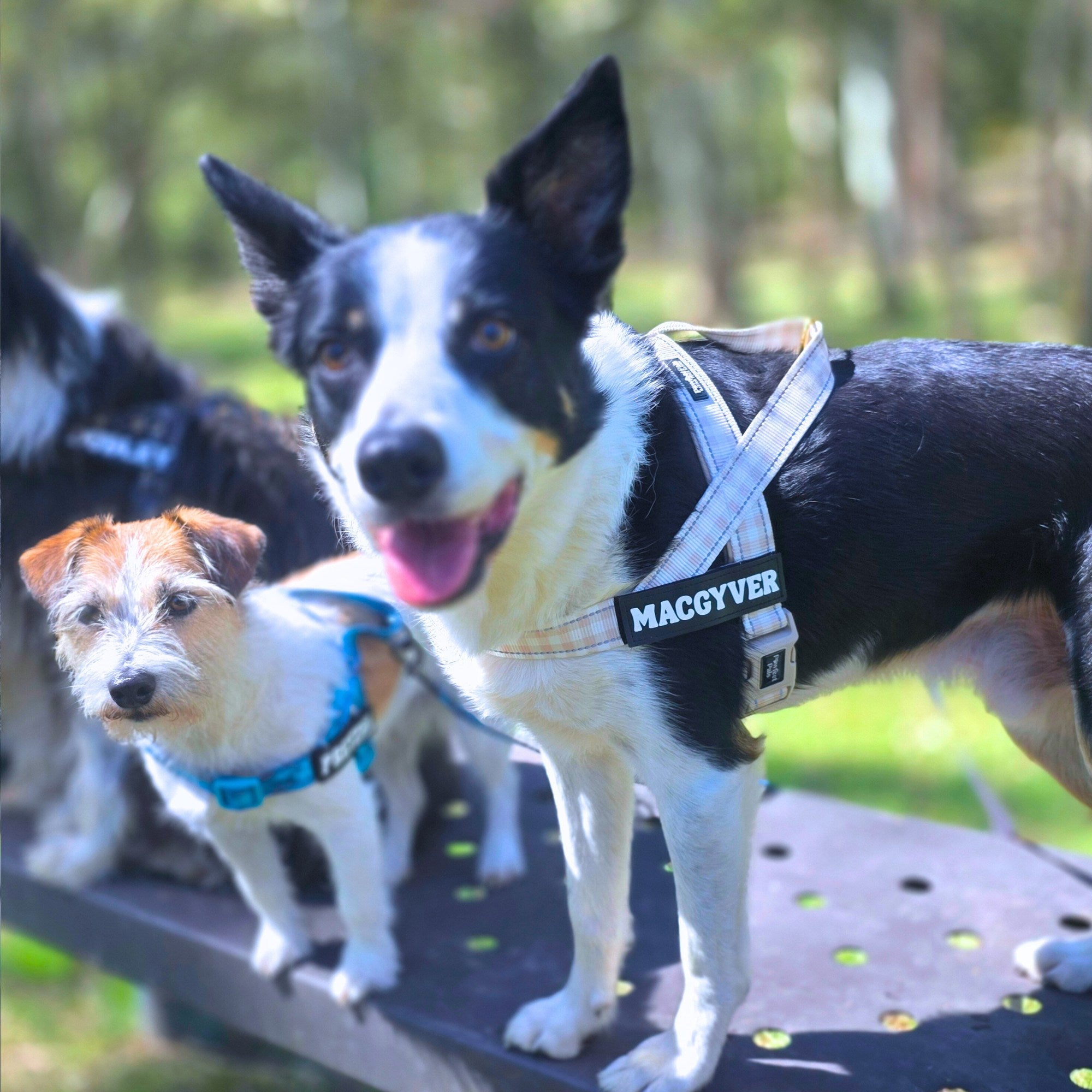 Two dogs on a leash with 'MACGYVER' harnesses in an outdoor setting.