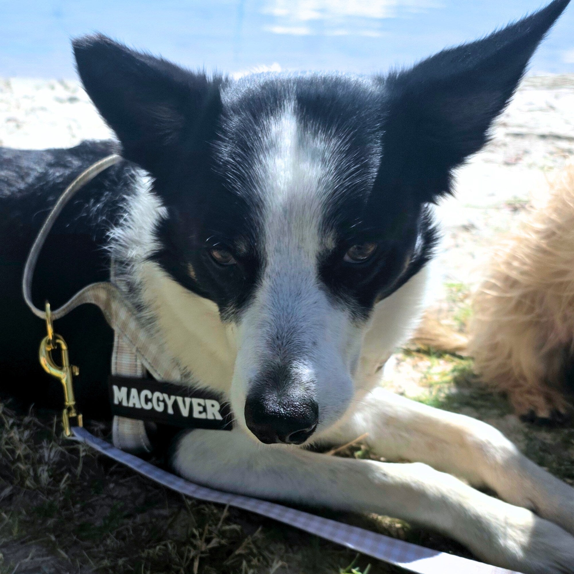 Dog wearing a 'MacGyver' bandana lying on grass with a blue sky background