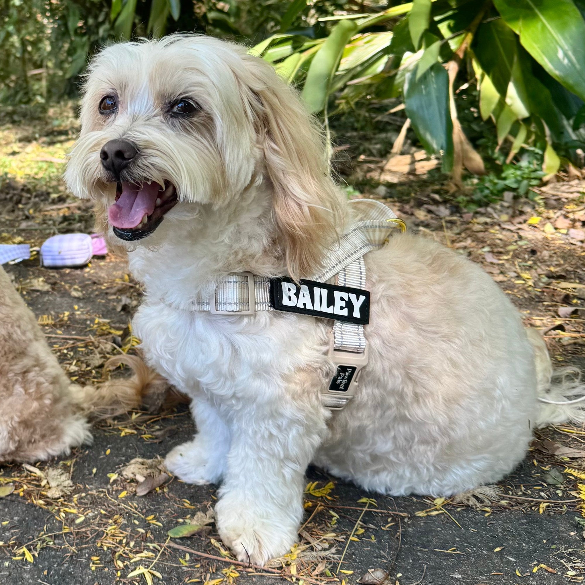 White dog with a harness labeled 'BAILEY' sitting outdoors on a path.