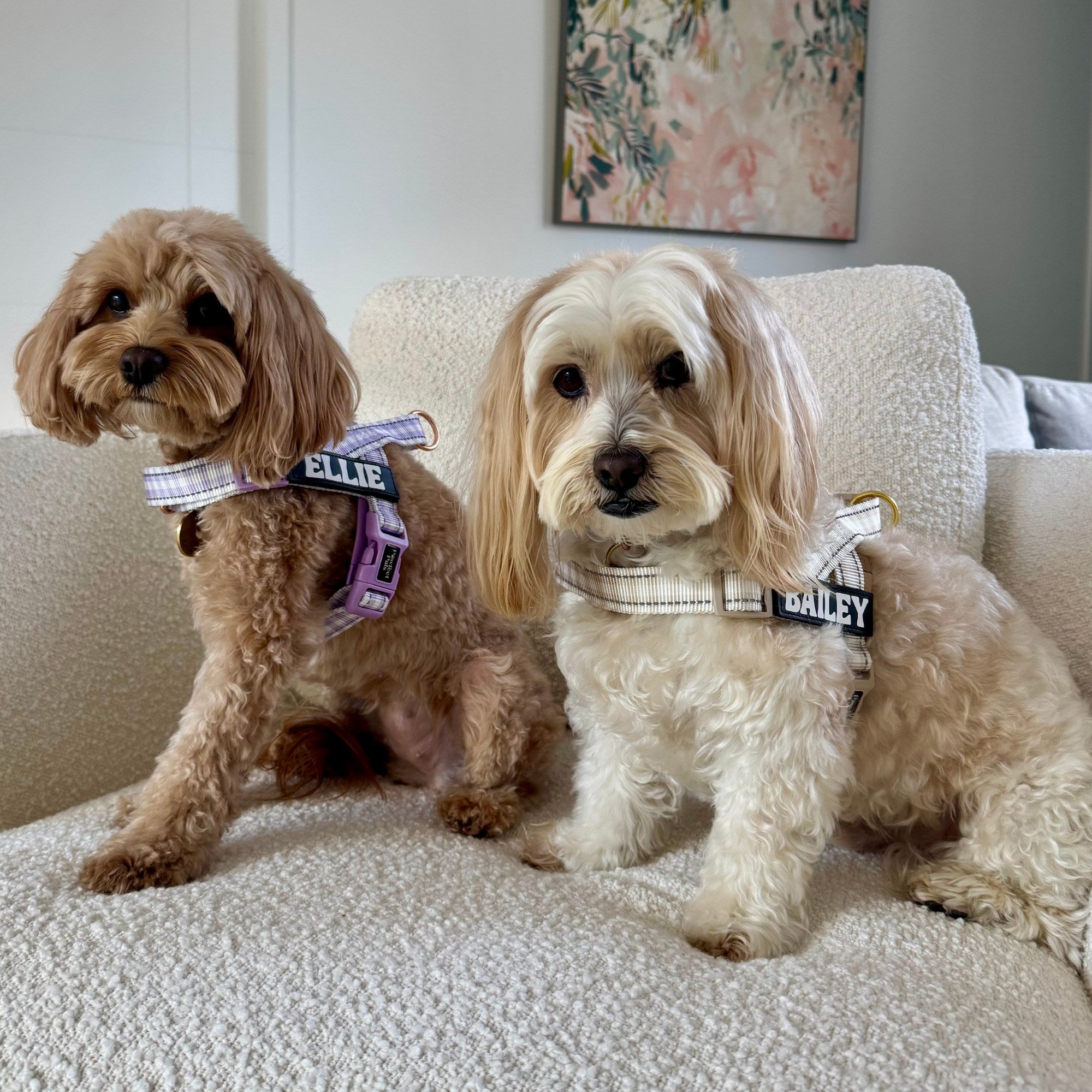 Two dogs, Ellie and Bailey, sitting on a couch with floral artwork in the background.