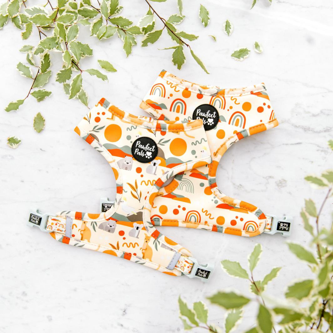 Reversible dog harness in the Born to Explore Walkies Pack.