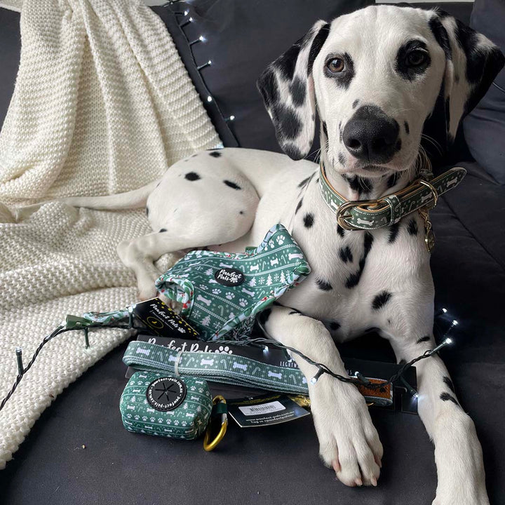 AmbassaDOG Gigi in the Deck the Paws - Green Sweater vegan leather dog collar.