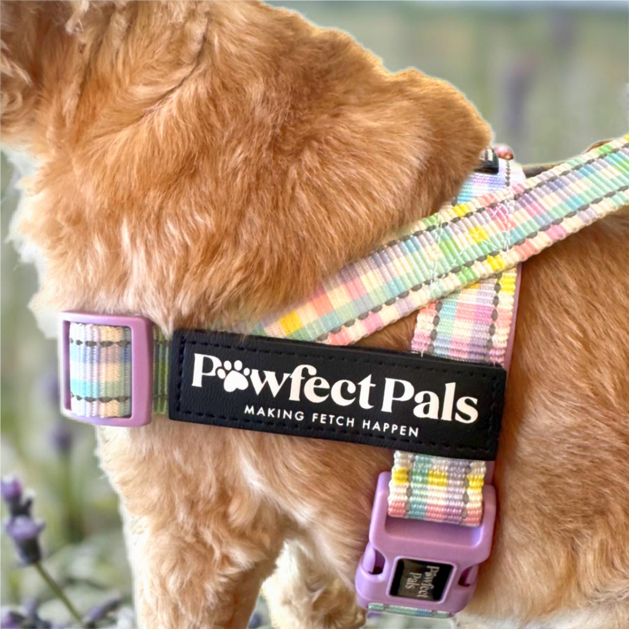 Dog wearing a colorful harness with 'Pawfect Pals' branding against a blurred natural background.