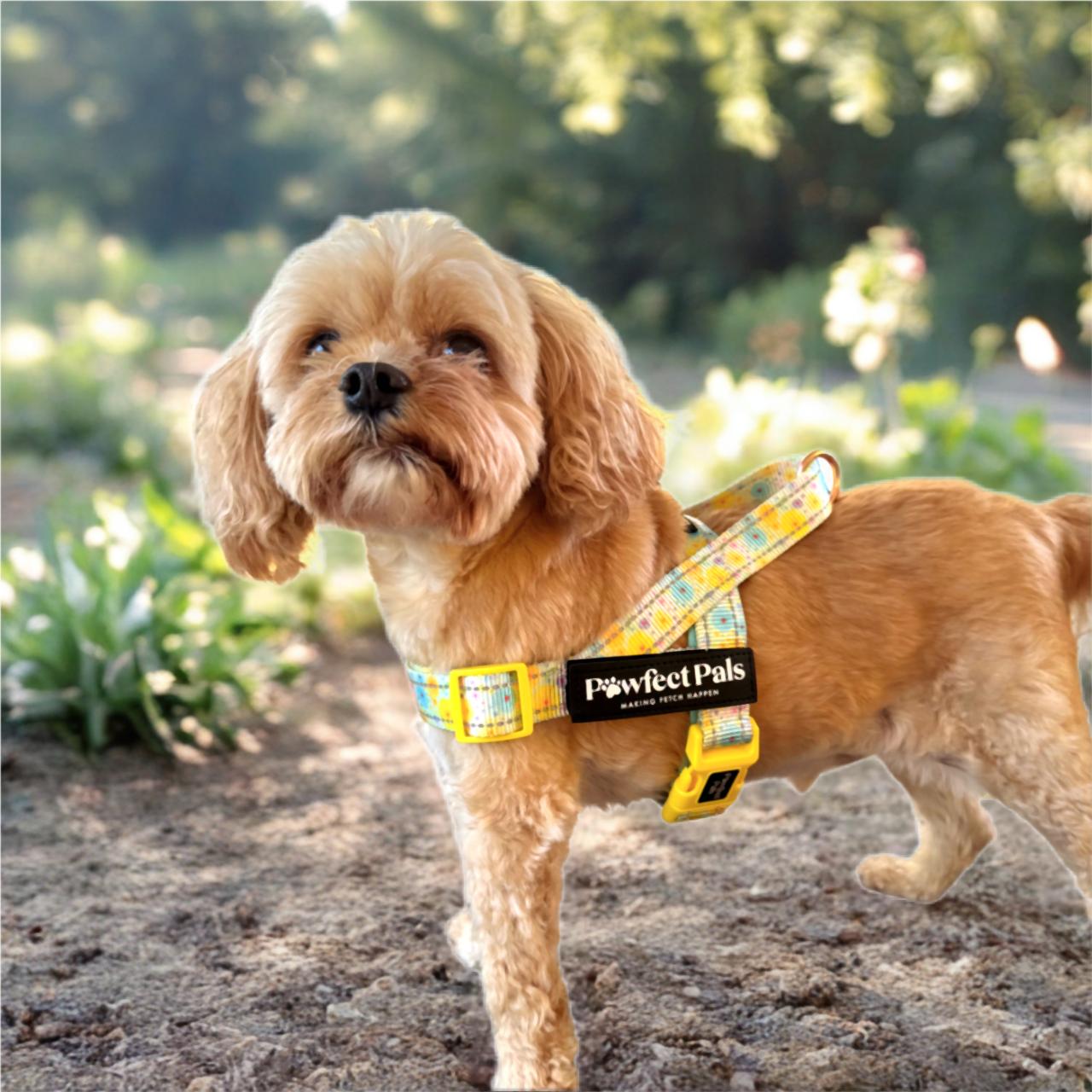 Small brown dog wearing a yellow harness with 'Pawfect Pals' branding in a park setting.