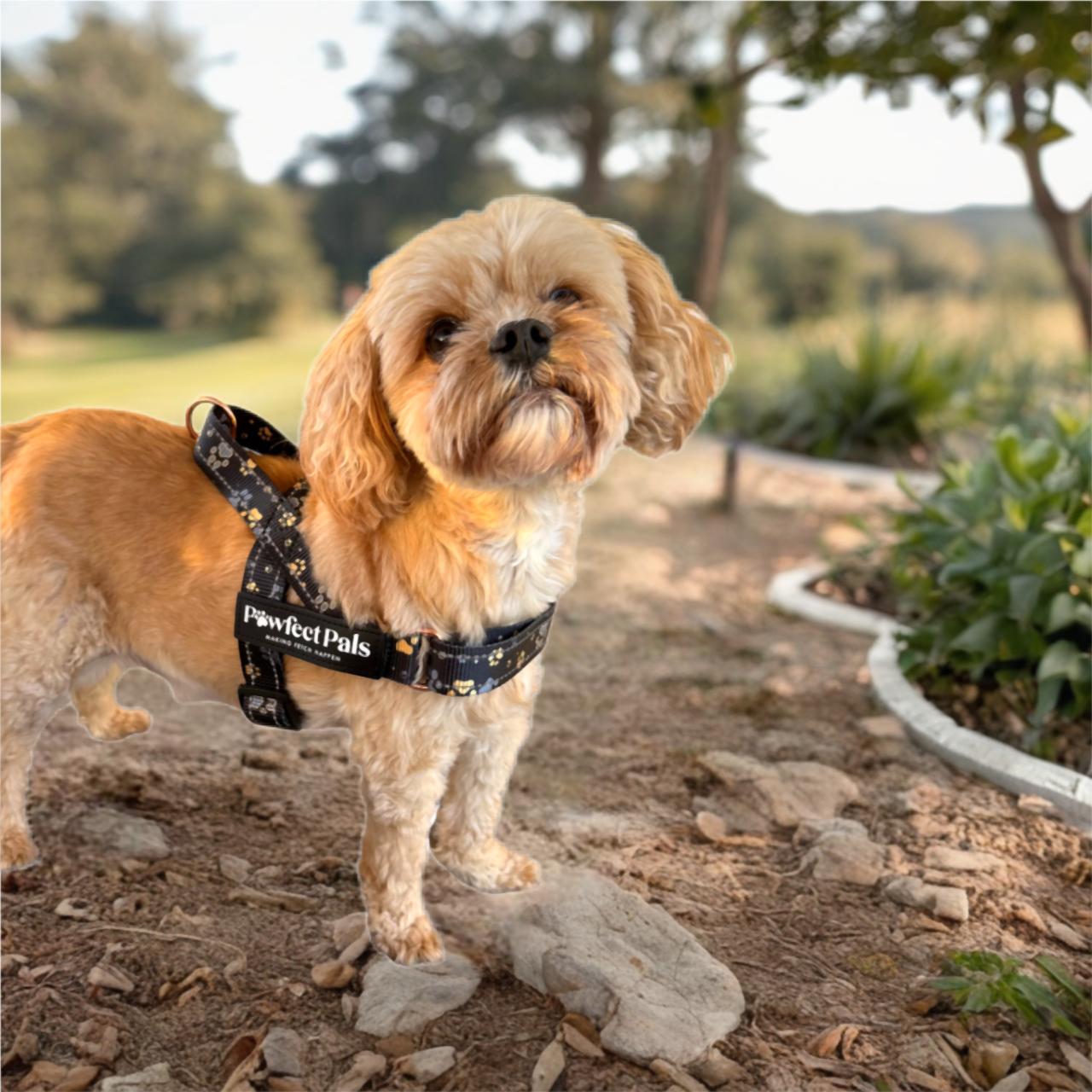 I Love You BEARy Much - Personalised Strap Harness Duo
