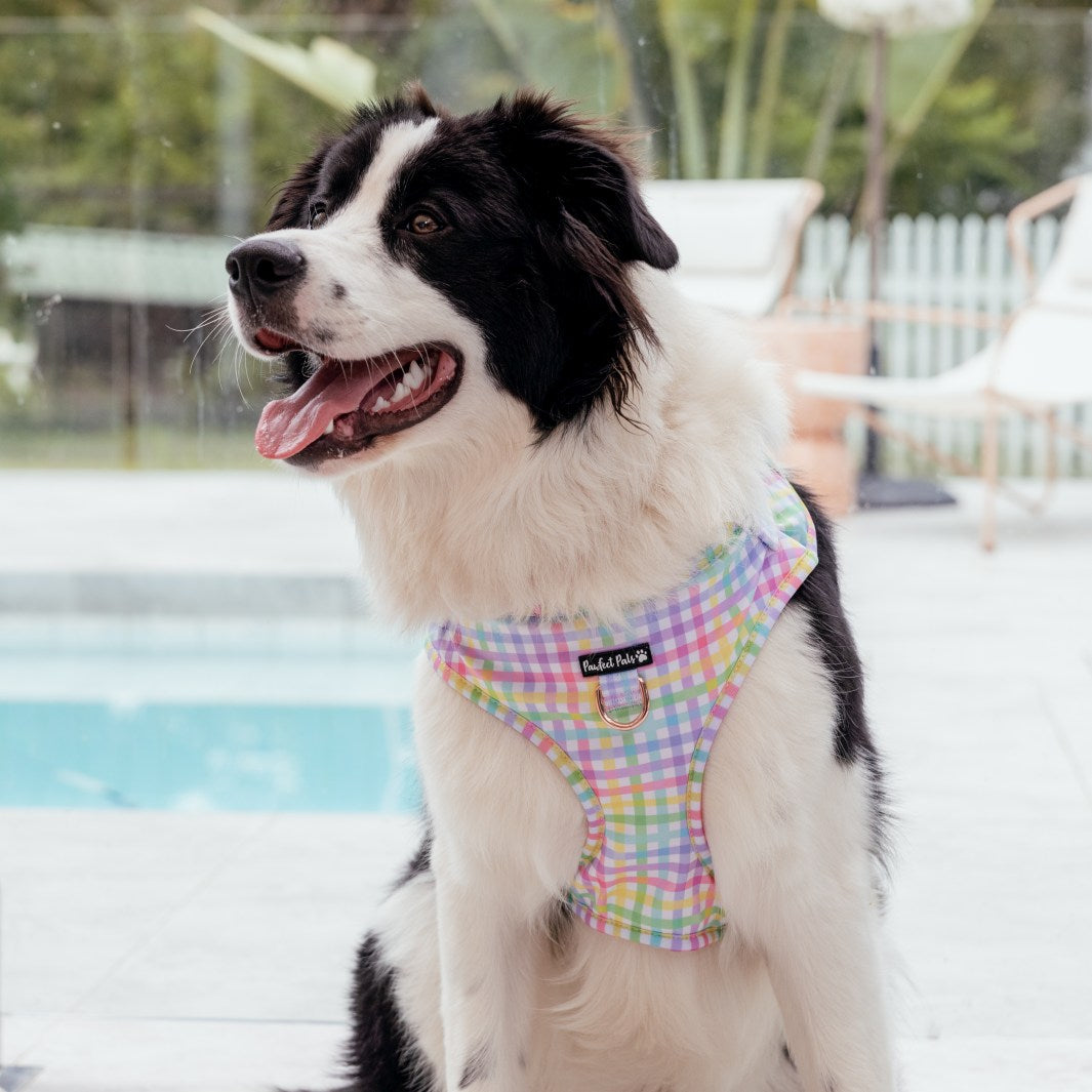 AmbassaDOG in the Once and Flor-all - Gingham no-pull adjustable harness.