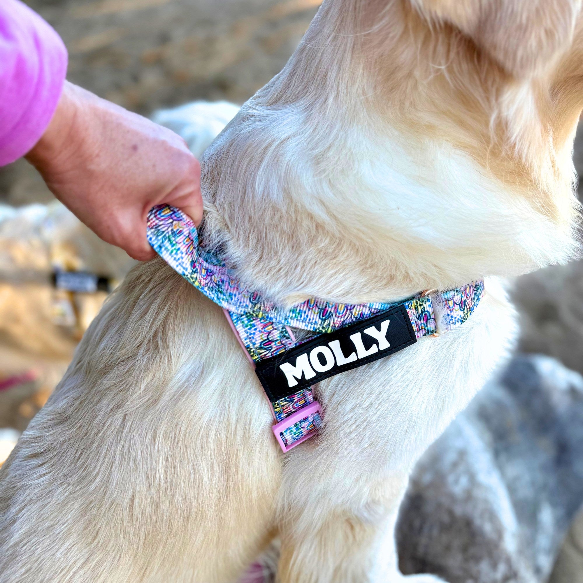 Dog wearing a colorful collar with a name tag labeled 'MOLLY'.