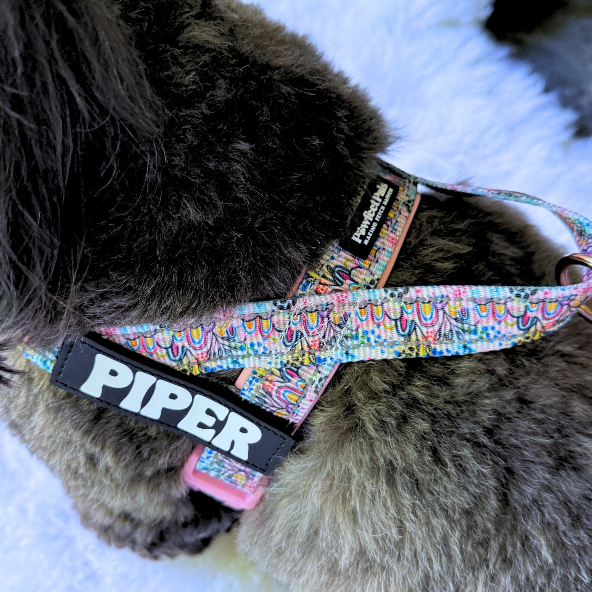Dog wearing a colorful harness with 'Piper' tag on a fluffy surface
