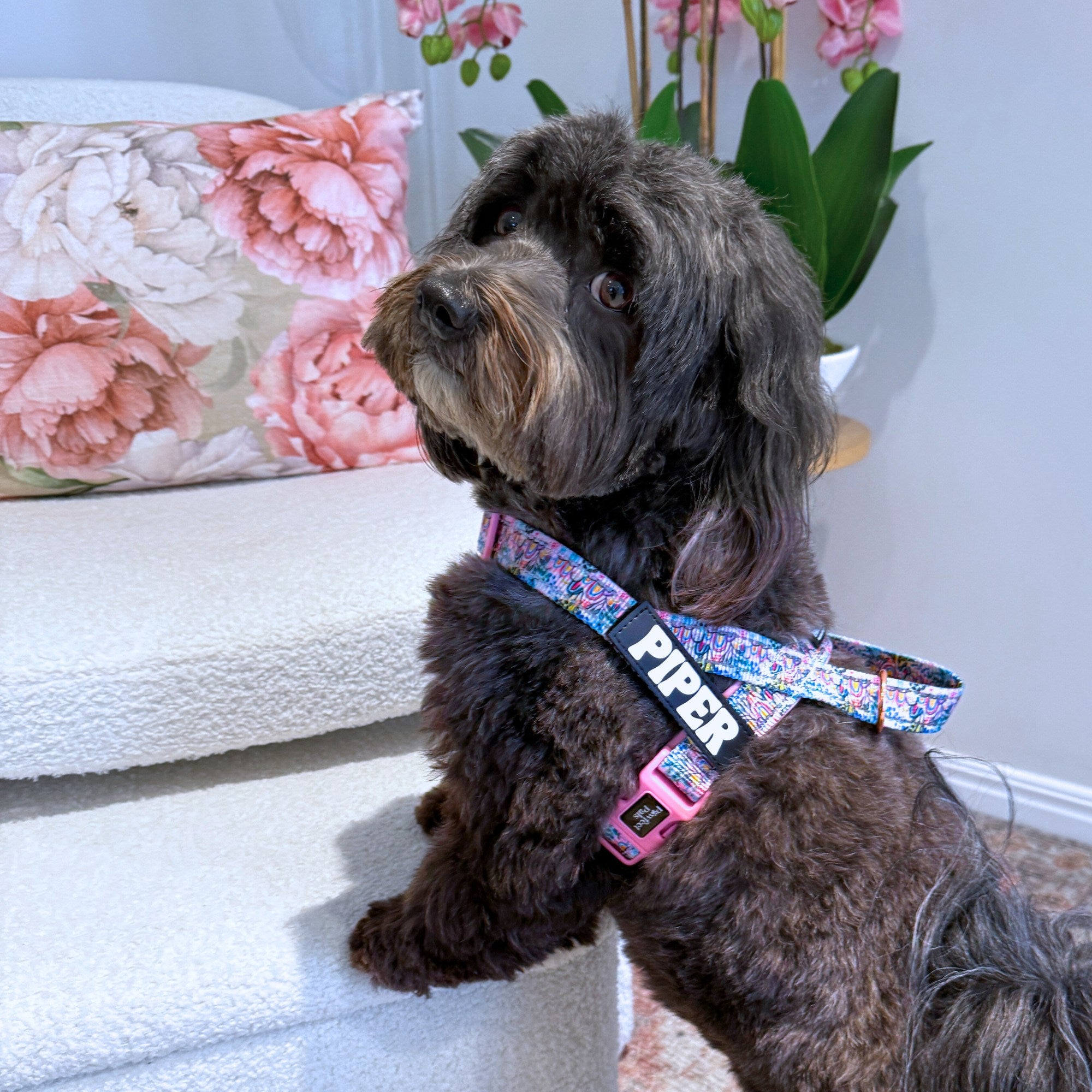 Dog wearing a colorful harness with 'Piper' on it, standing on a white surface with floral decorations in the background.