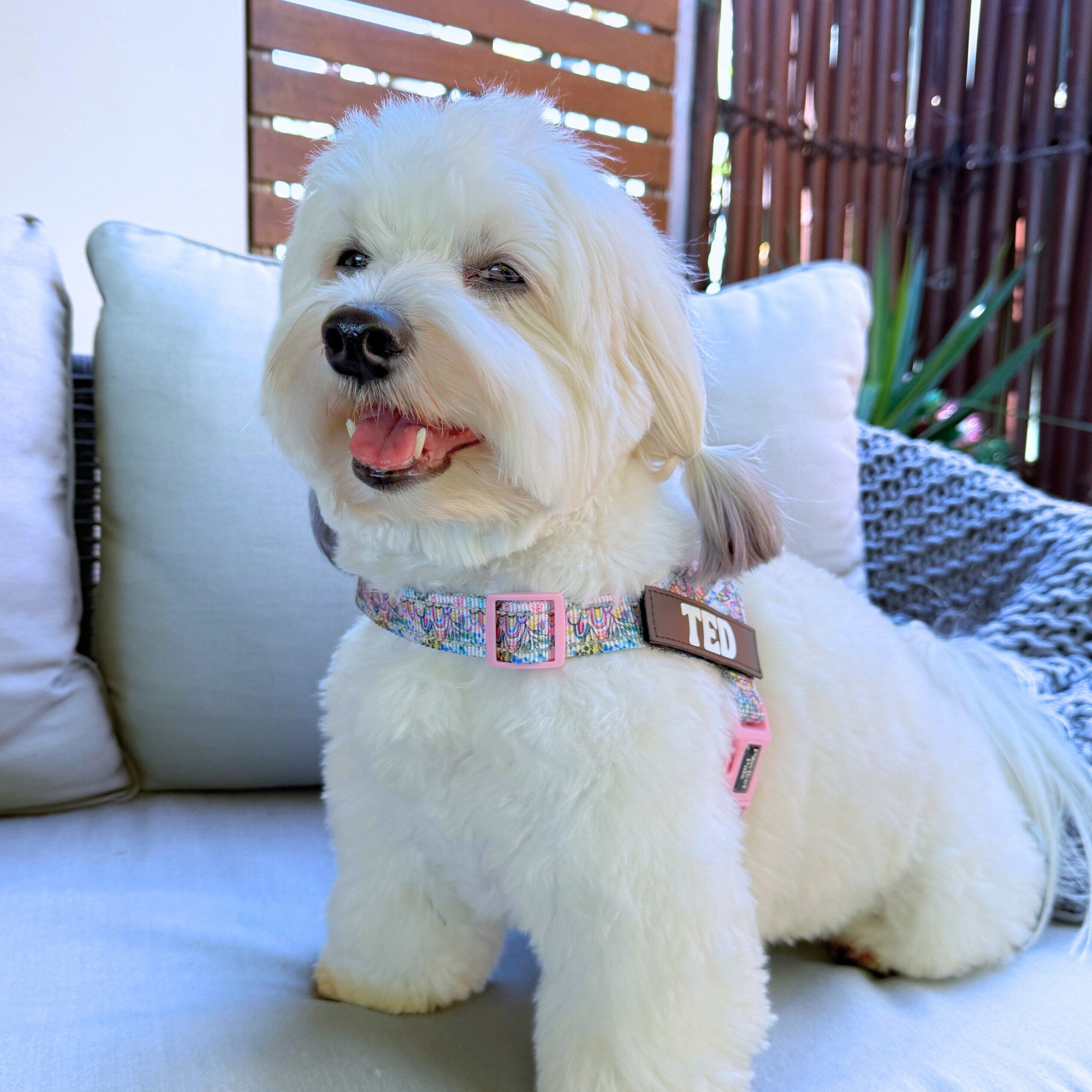 White dog with a colorful collar and name tag sitting on a couch outdoors.