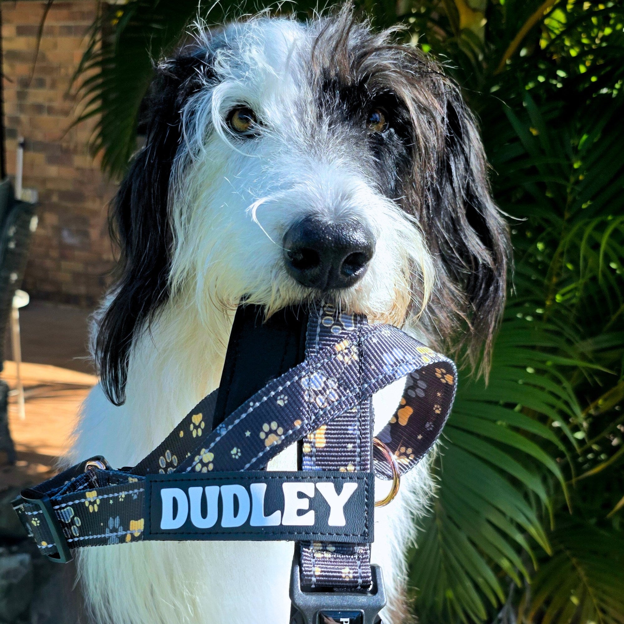 Dog wearing a harness with 'Dudley' on it, standing outdoors with plants in the background