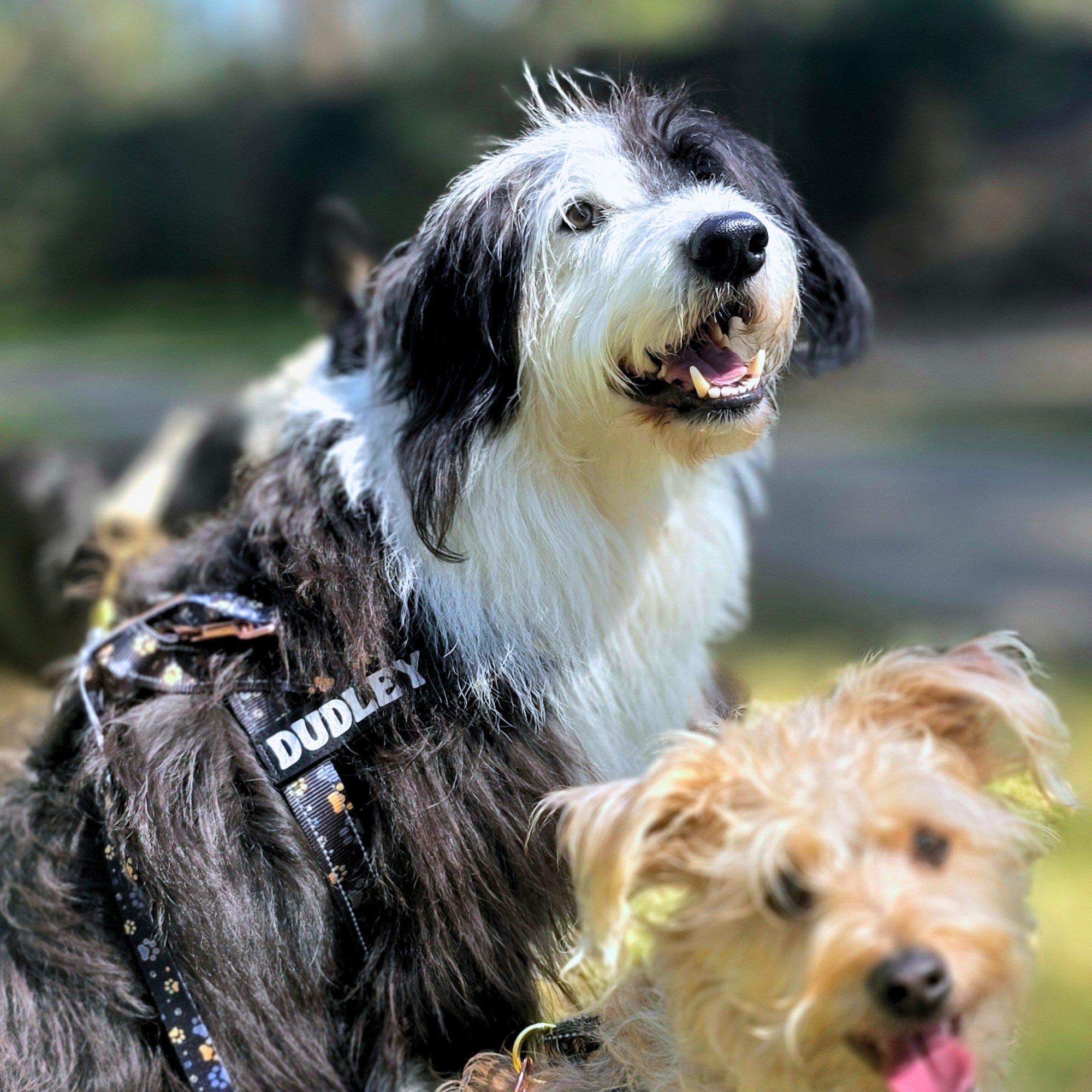 I Love You BEARy Much - Personalised Strap Harness