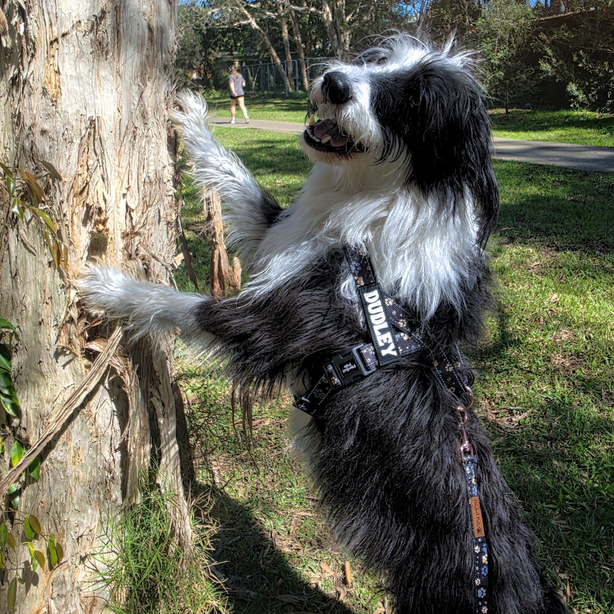 Dog standing on hind legs next to a tree in a park