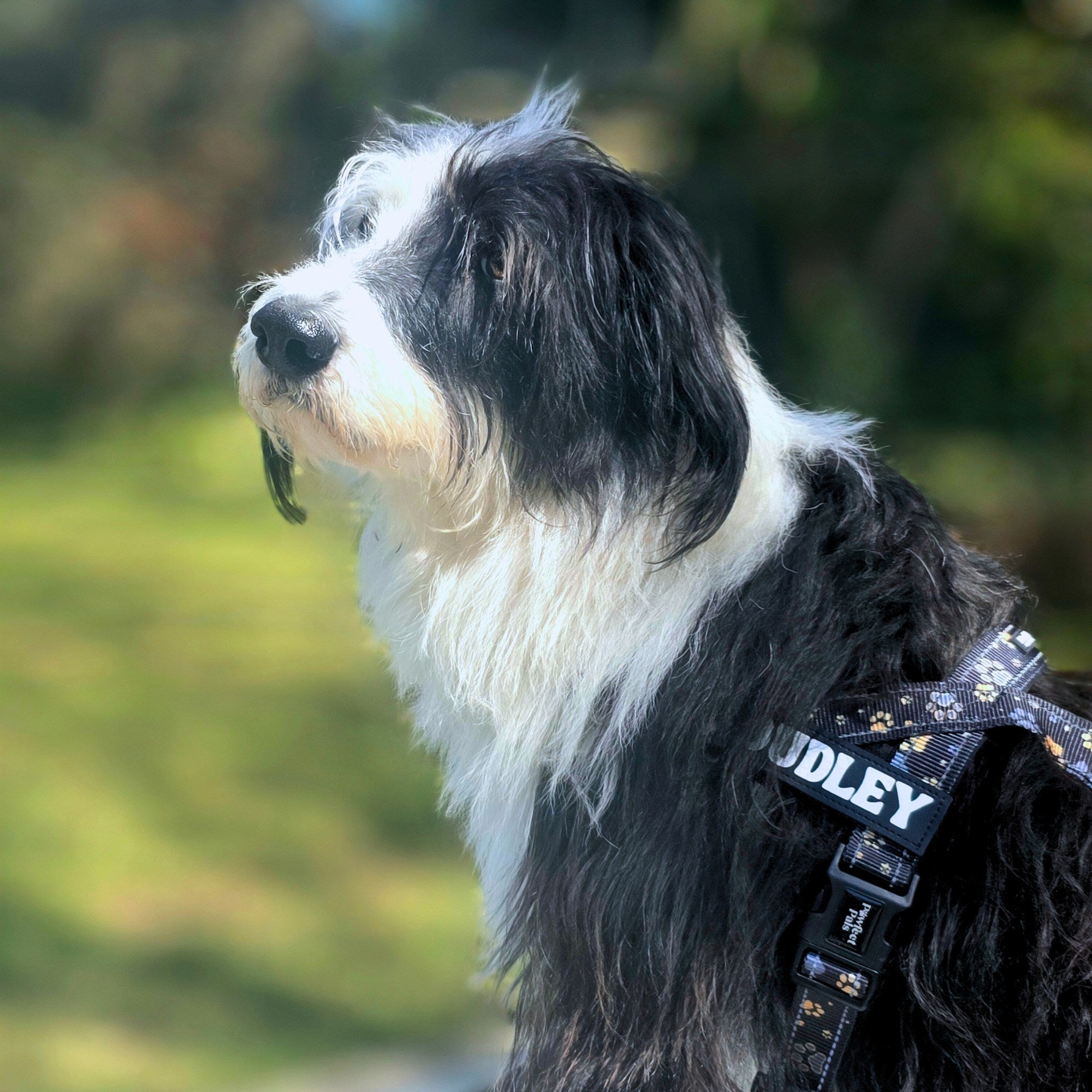 Black and white dog wearing a harness with 'SIDLEY' on it, standing outdoors.