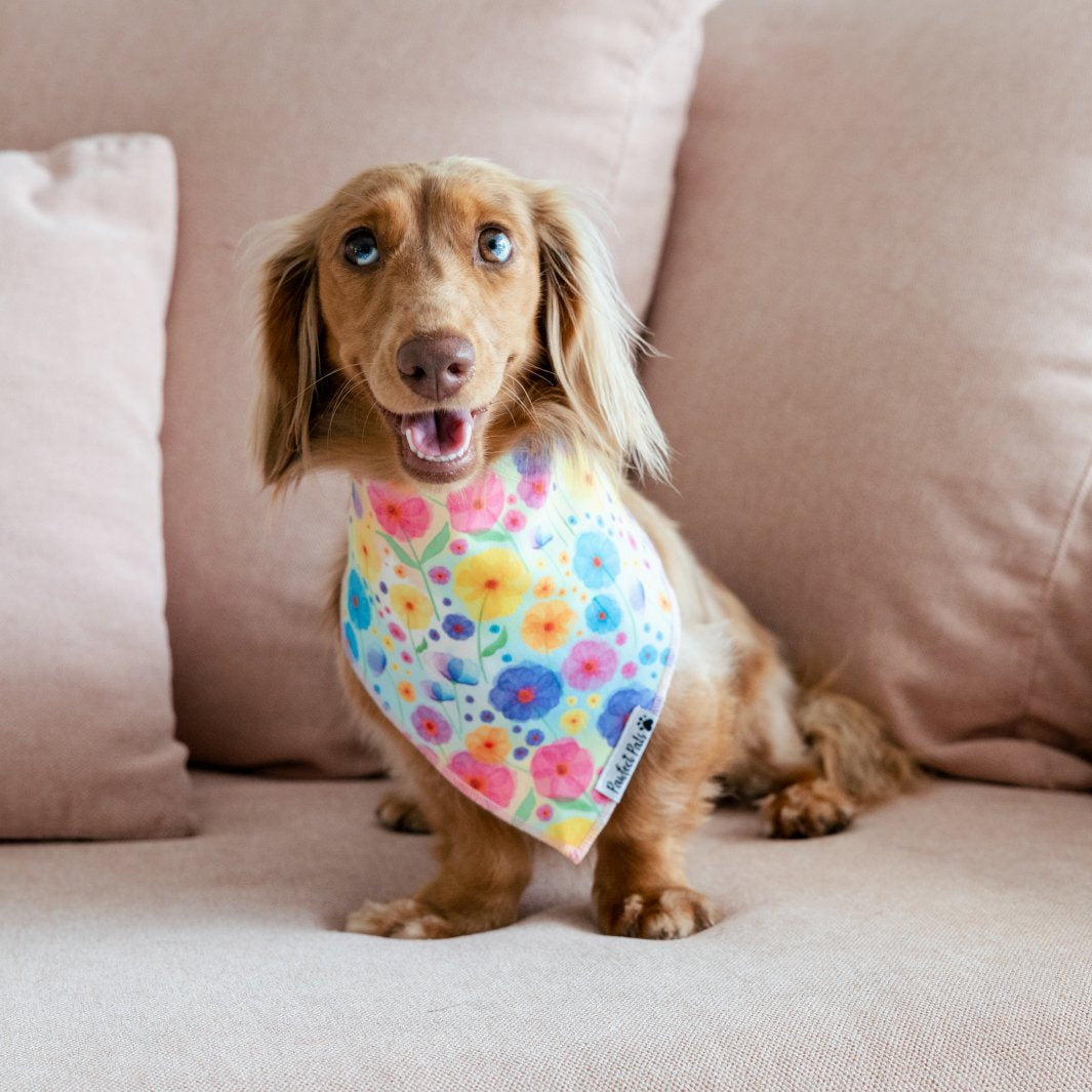 AmbassaDOG Coco in the Once and Flor-all cotton bandana.