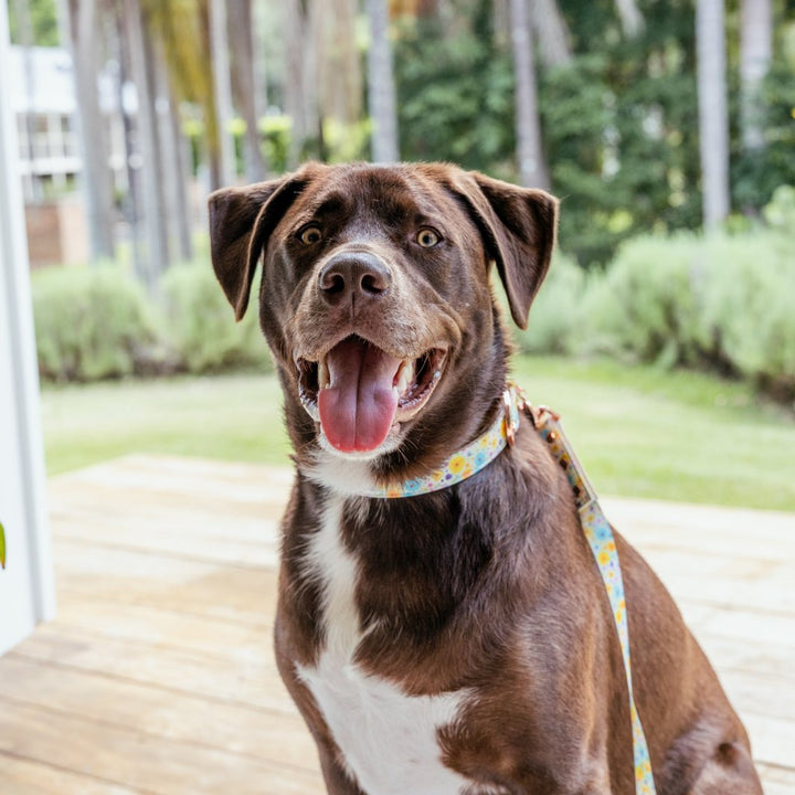 AmbassaDOG in the Once and Flor-all vegan leather dog collar.