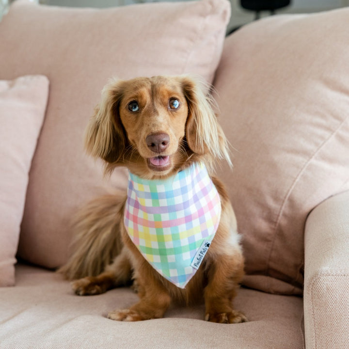 AmbassaDOG Coco in the Once and Flor-all - Gingham cotton bandana.
