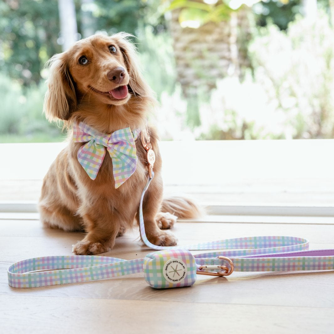 AmbassaDOG Coco in the Once and Flor-all - Gingham sailor bow tie, soft lead and Deja Poo waste bag holder.