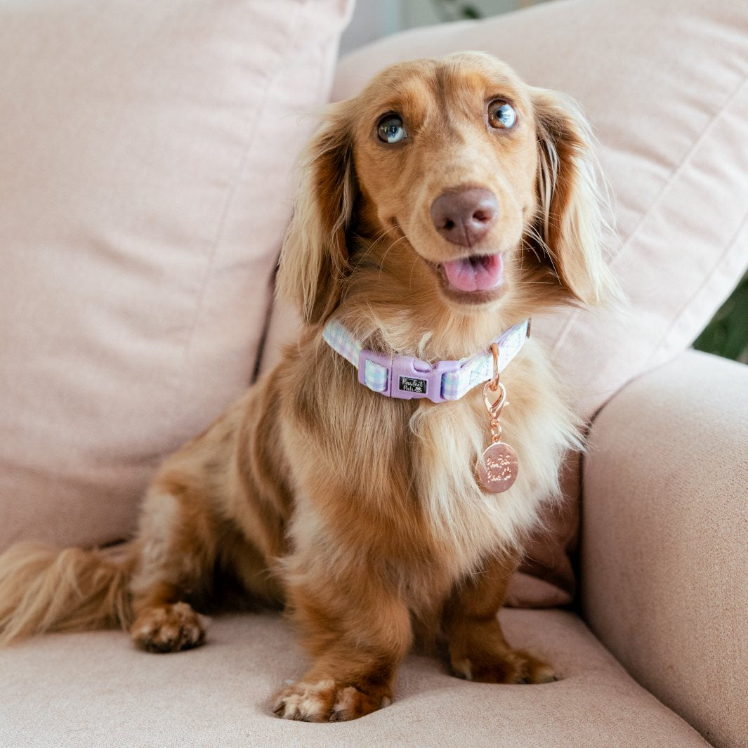 AmbassaDOG Coco in the Once and Flor-all - Gingham soft collar.