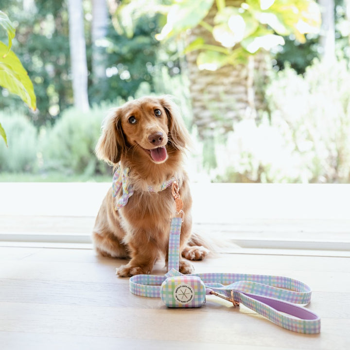 AmbassaDOG Coco in the Once and Flor-all - Gingham soft lead, sailor bow tie and Deja Poo waste bag holder.