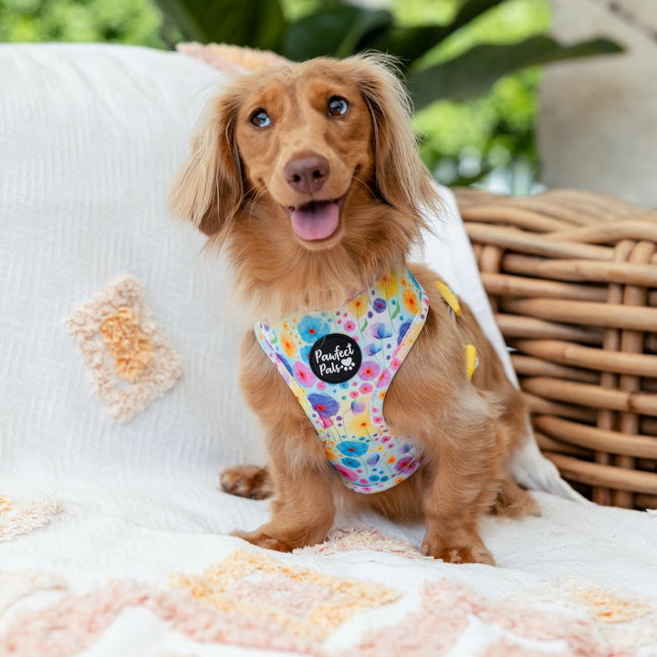 AmbassaDOG Coco in the Once and Flor-all reversible harness.