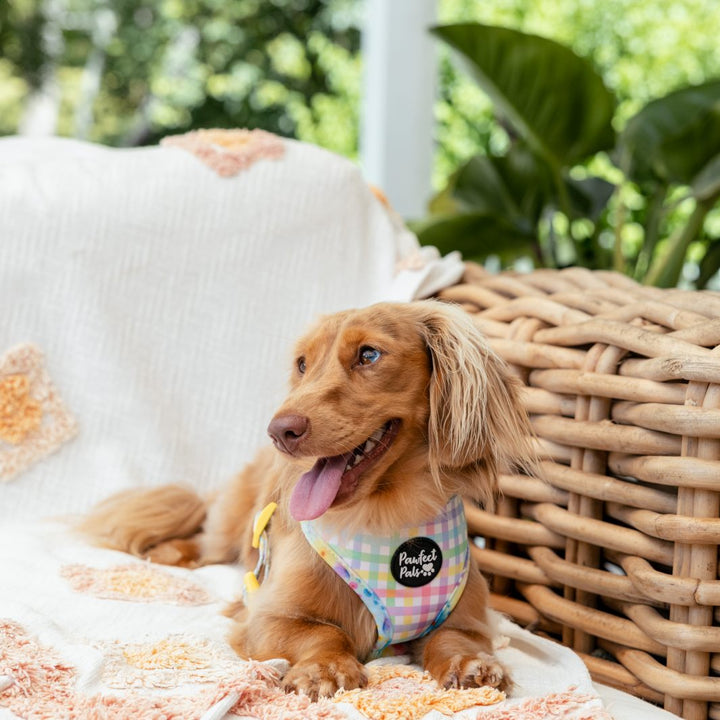 AmbassaDOG Coco in the Once and Flor-all reversible harness.