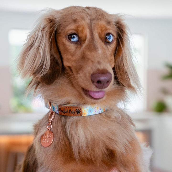 AmbassaDOG Coco in the Once and Flor-all soft collar.