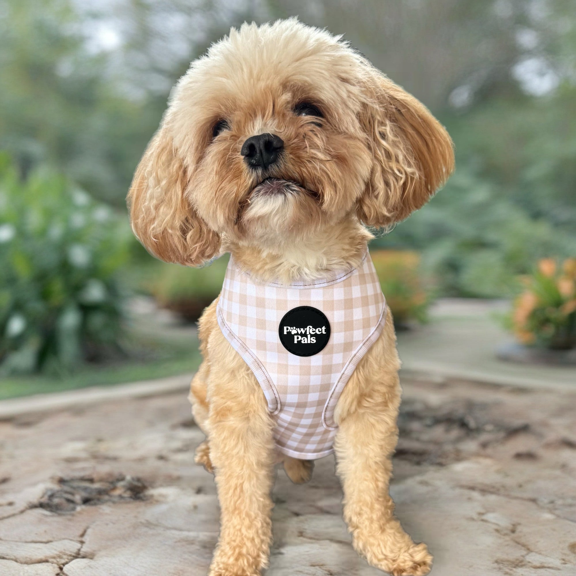 Beige Gingham / Sailor Bear - Reversible Dog Harness
