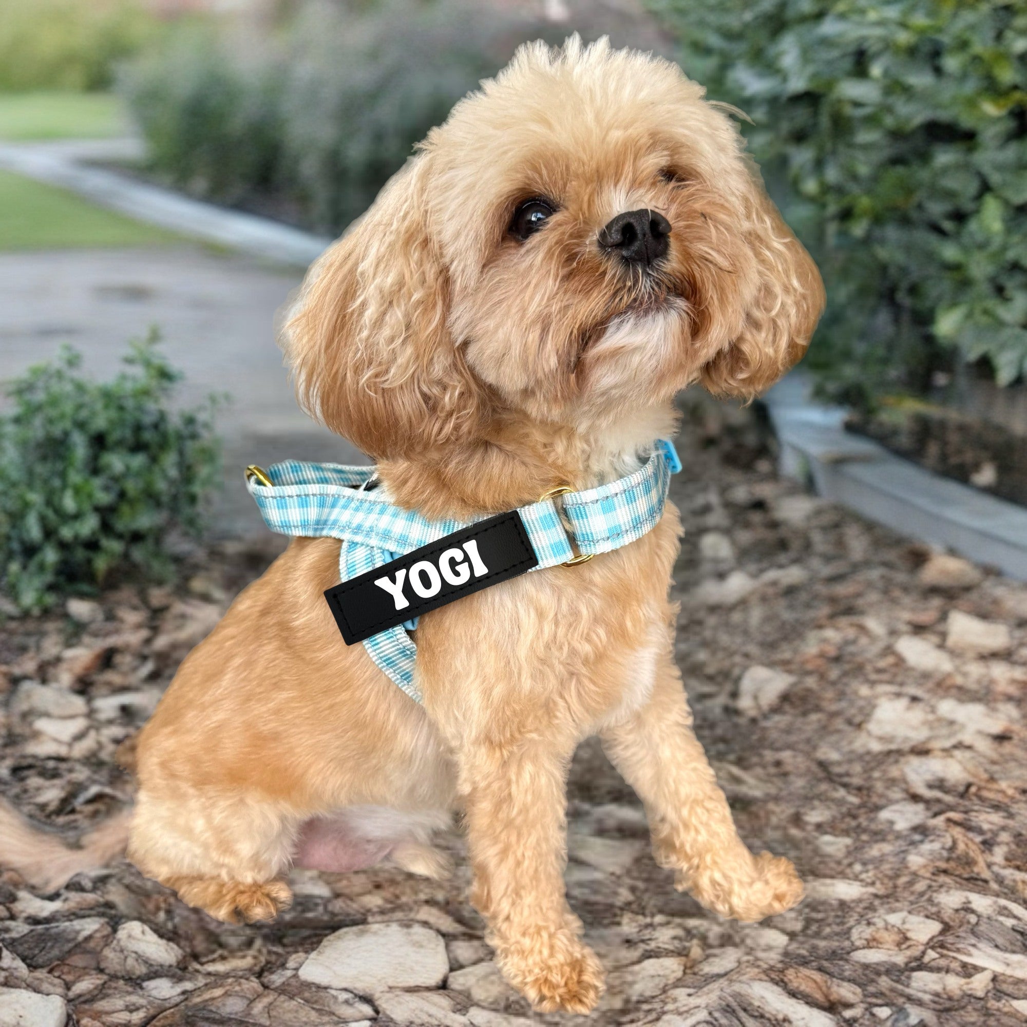 Blue Gingham - Personalised Strap Harness