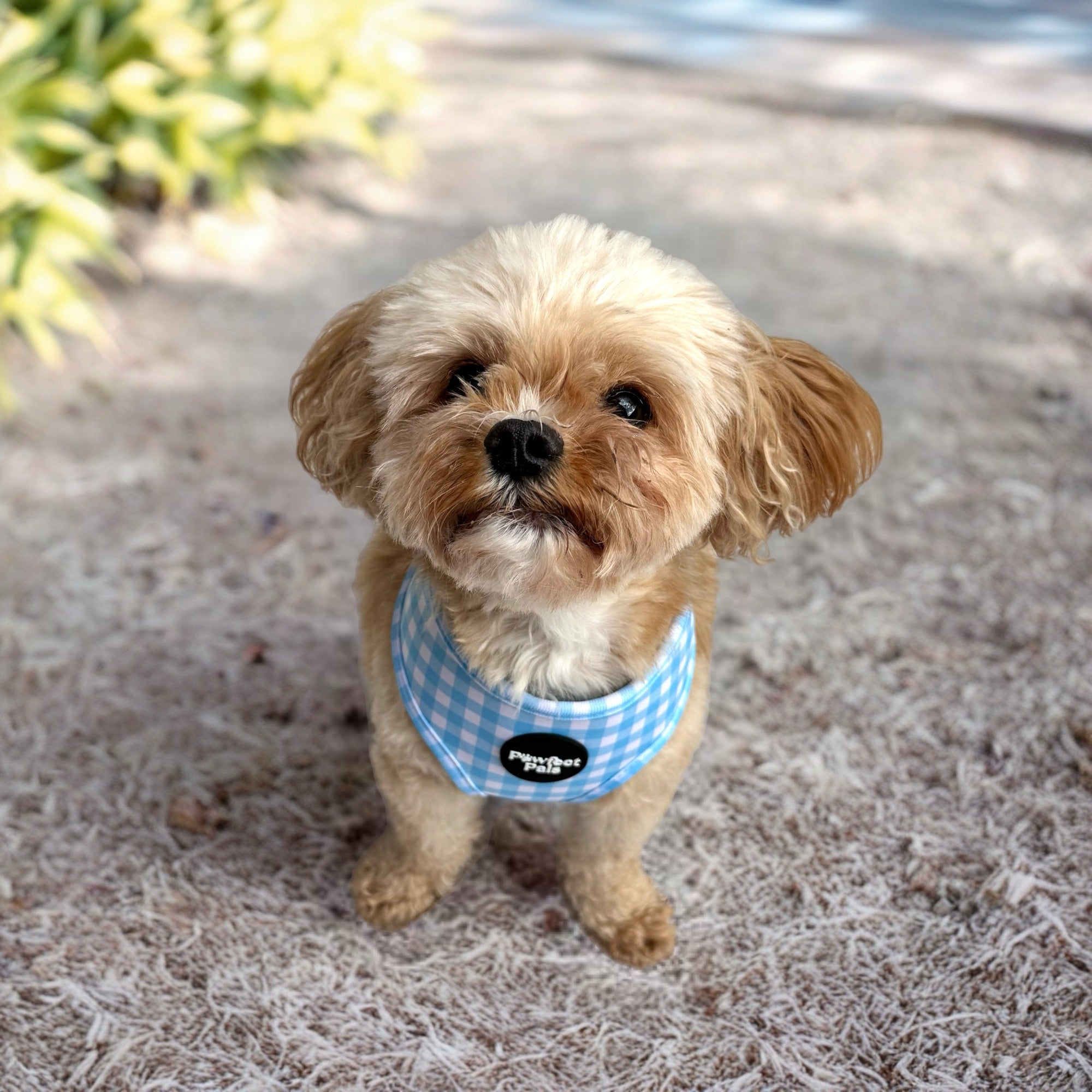 Blue Gingham - Reversible Dog Harness
