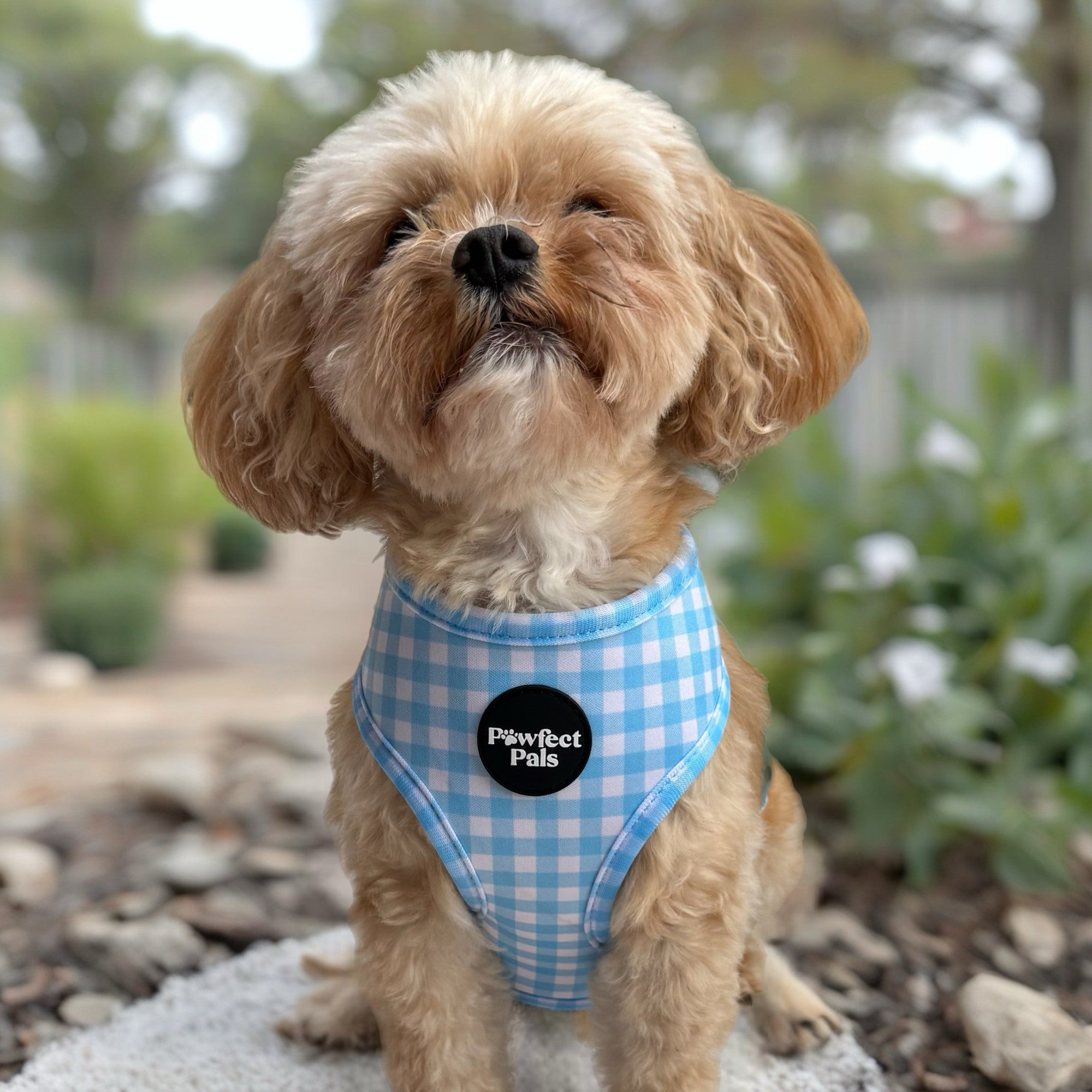 Blue Gingham - Reversible Dog Harness