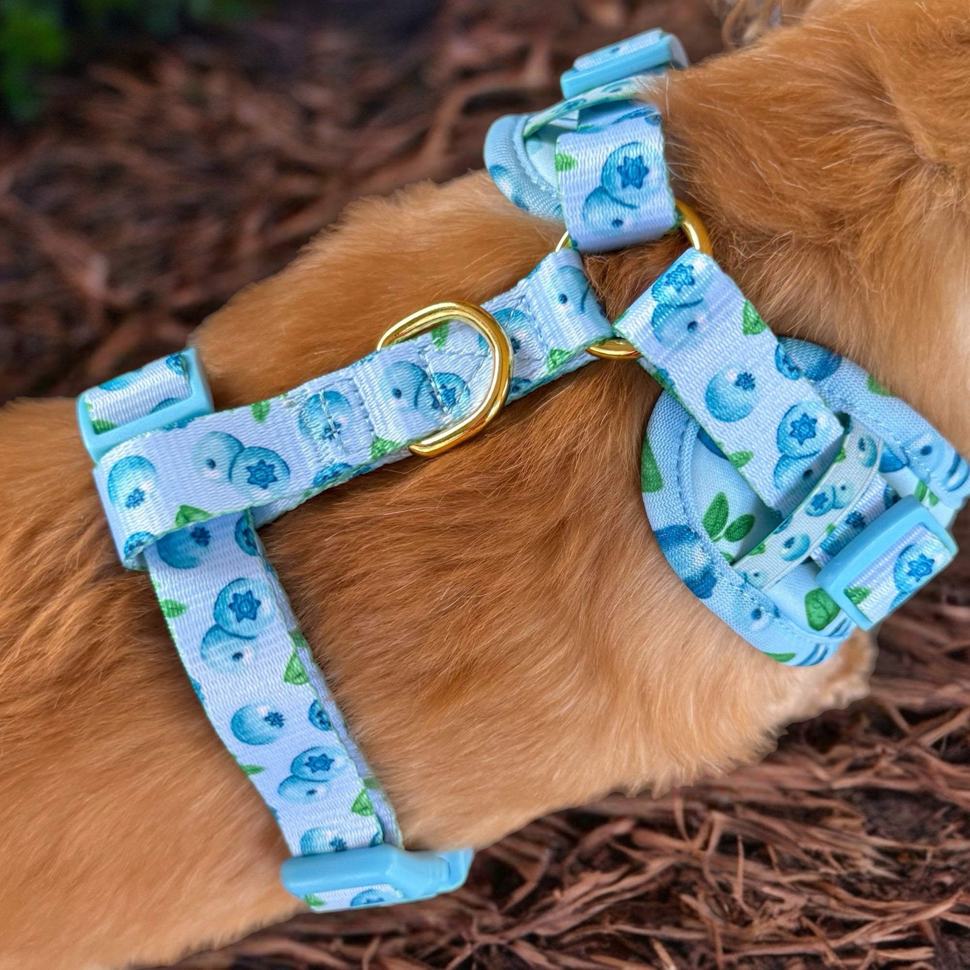 Blueberry Baby - Personalised Adjustable Harness Trio