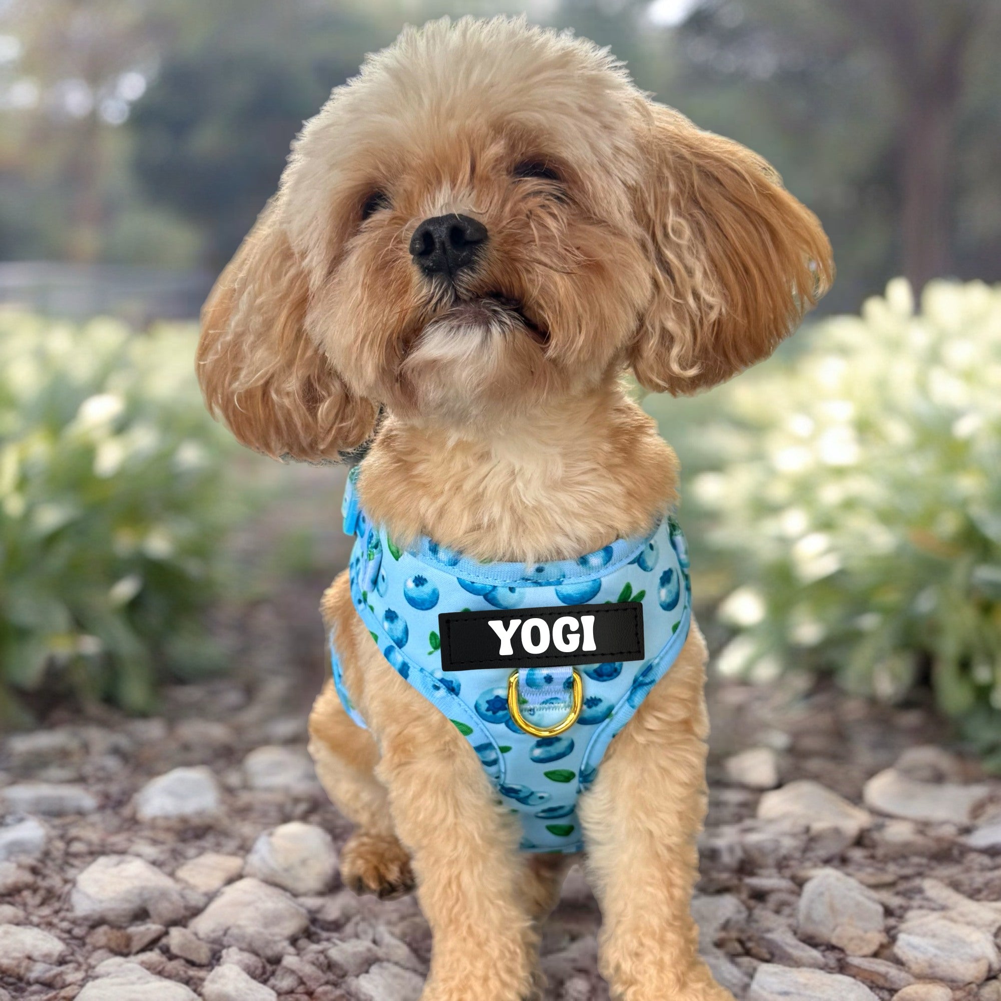 Blueberry Baby - No-Pull Adjustable Harness