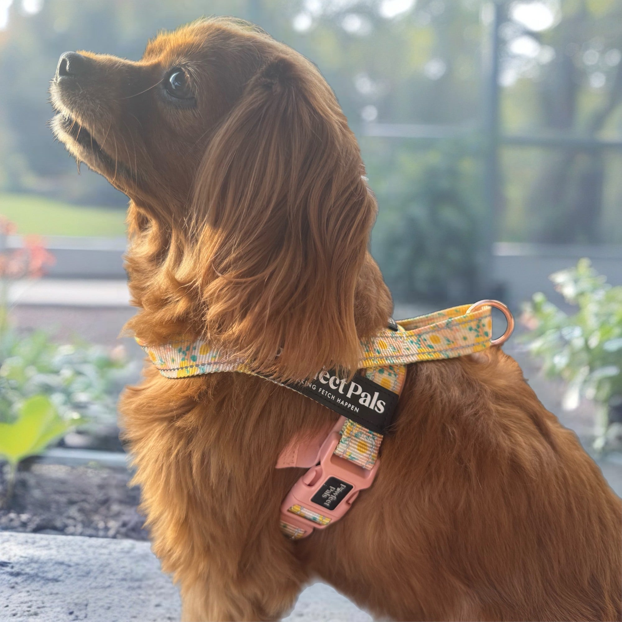 Summer Field - Personalised Strap Harness
