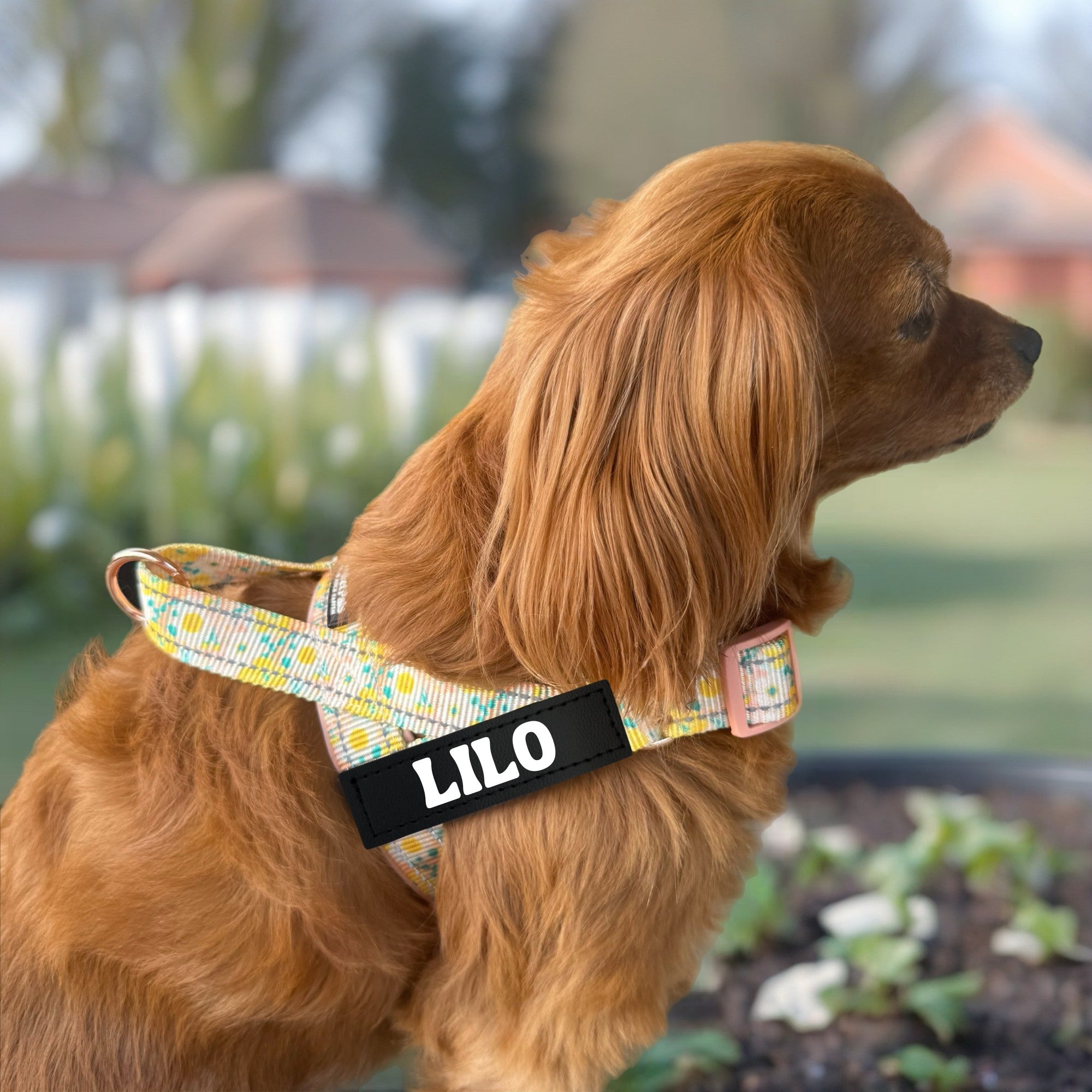 Summer Field - Personalised Strap Harness