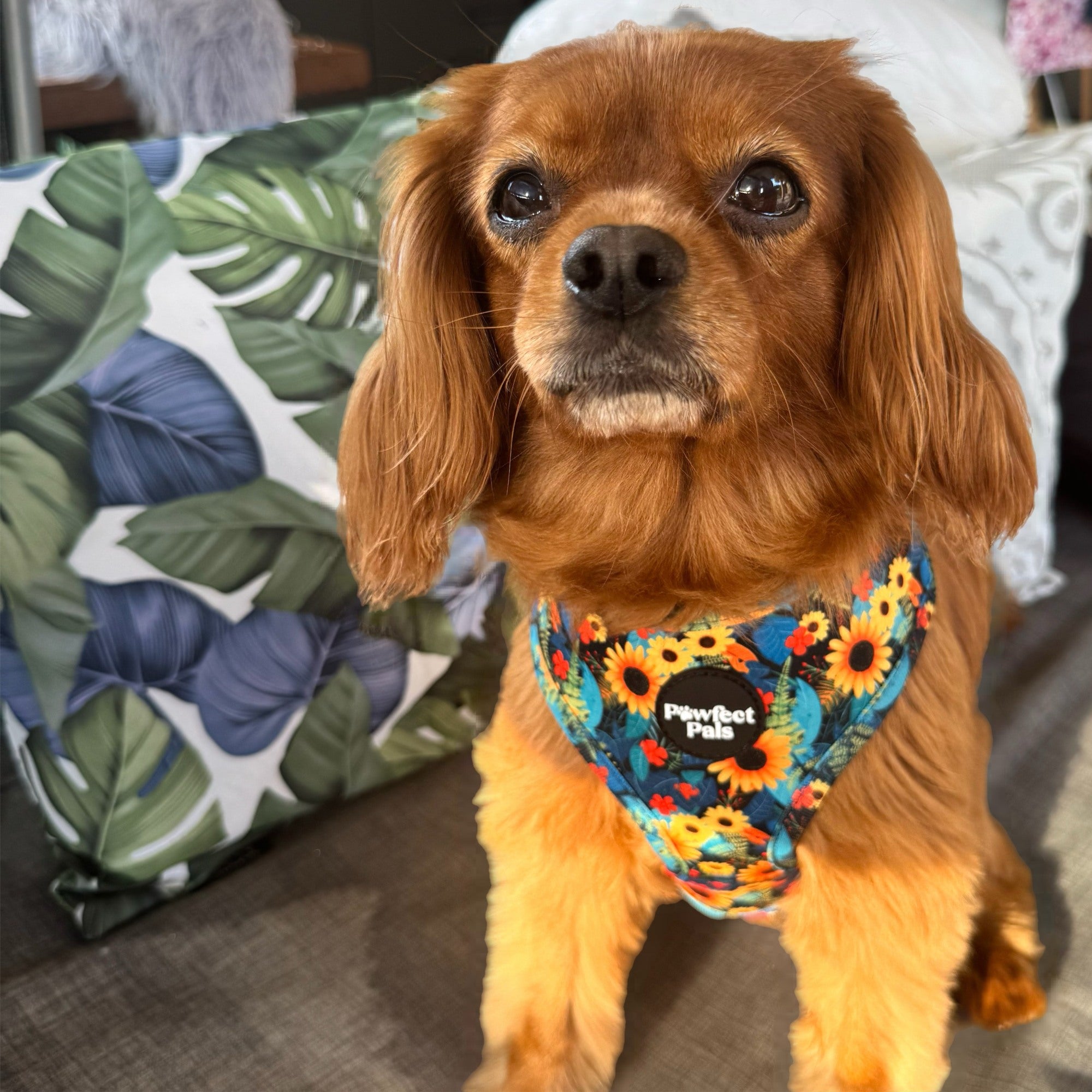 Sunflower Bloom - Reversible Dog Harness