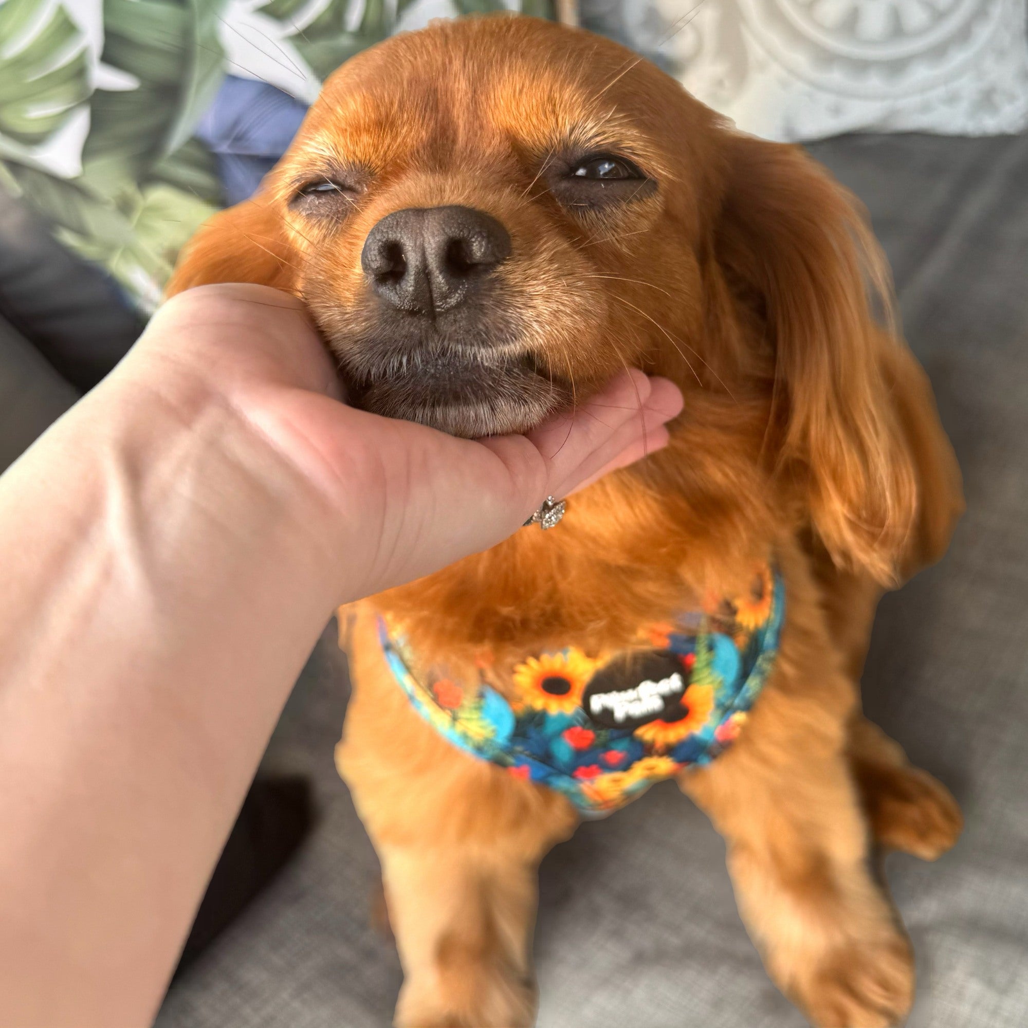 Sunflower Bloom - Reversible Dog Harness