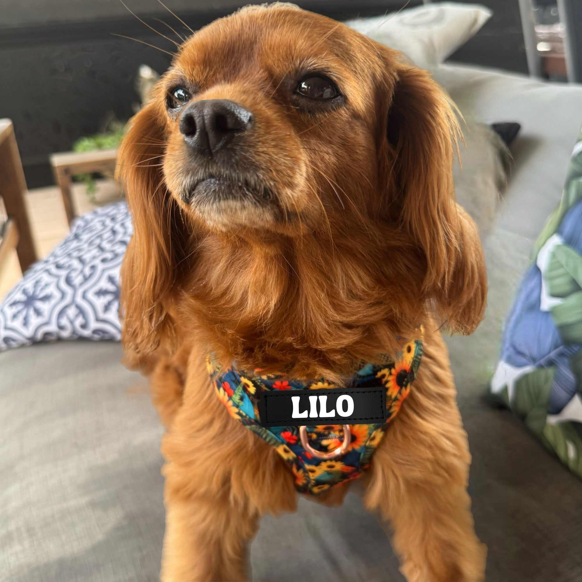 Sunflower Bloom - Personalised Adjustable Harness Trio