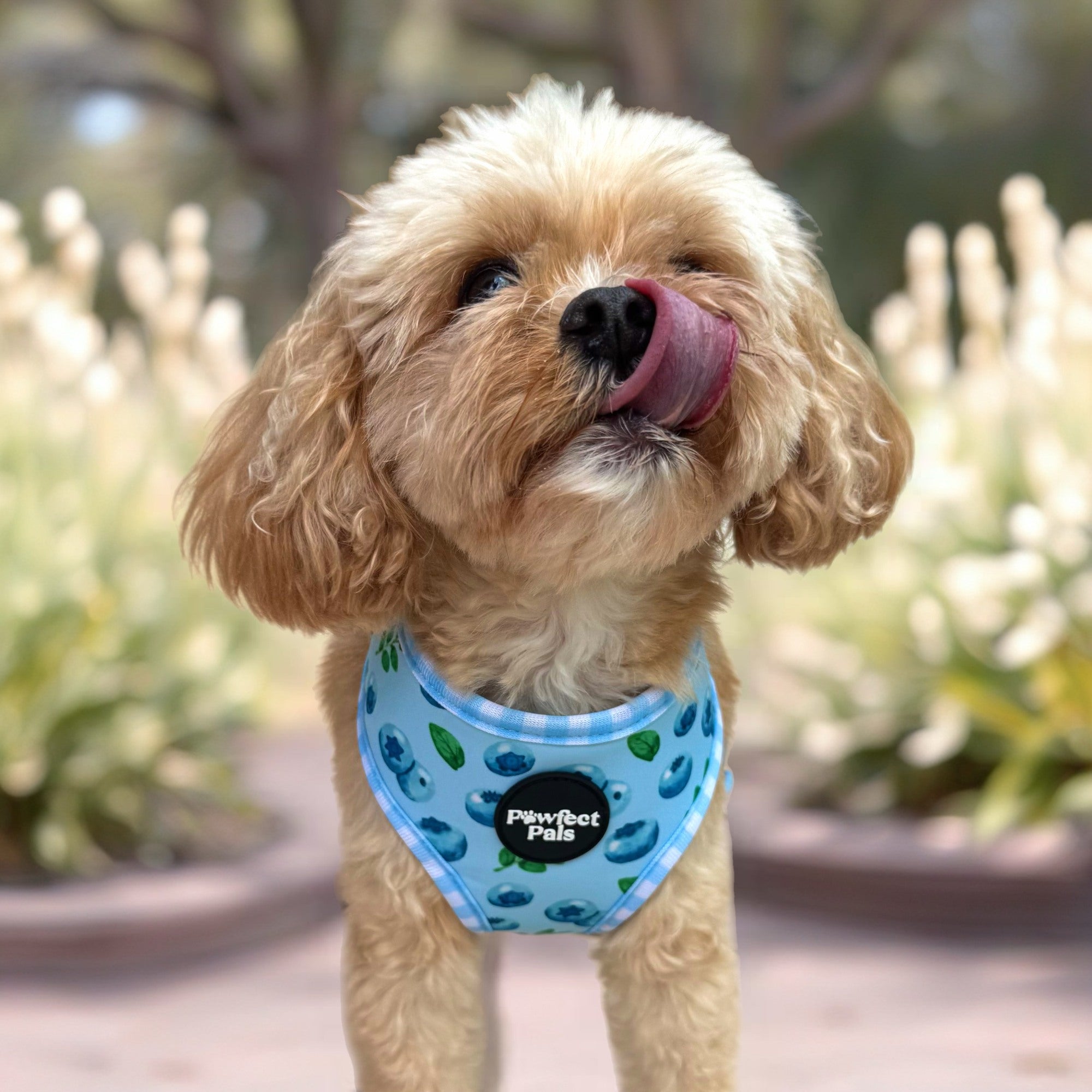 Blue Gingham - Reversible Dog Harness